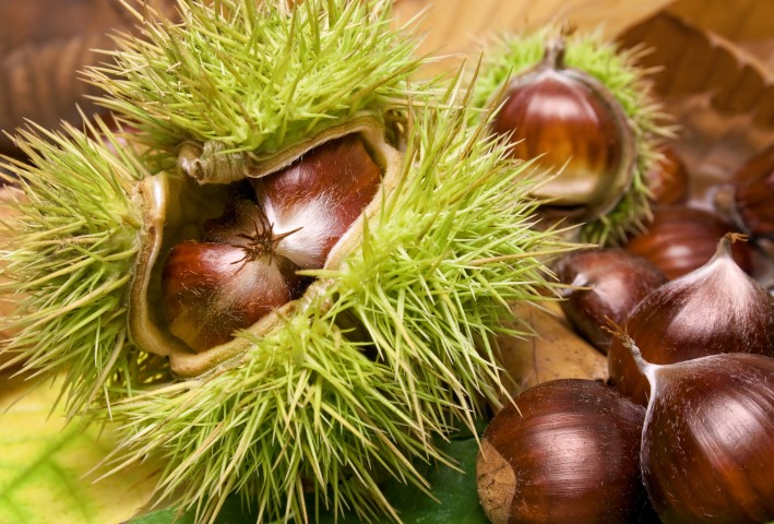 Besonderes im Herbst - Maronen - Webkoch.de Ratgeber