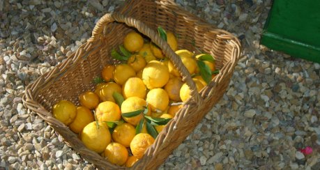 Zitronen Limonade- Hausgemacht