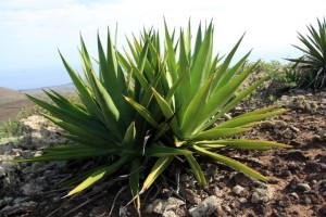 Blaue Agave