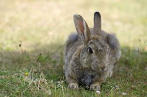 Wildkaninchen