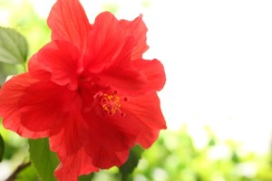 Hibiskus