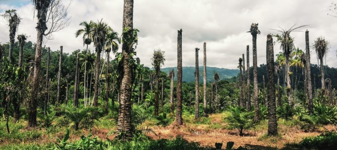 Palmöl Plantage in Costa Rica