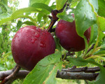 Nachhaltig ernähren: Diese Gemüse- und Obstsorten haben Saison