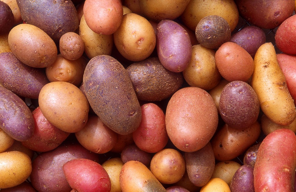 Kartoffeln in unterschiedlichen Rottönen Kartoffeln in unterschiedlichen Rottönen