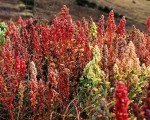 Kochen mit Quinoa: Gesunde Alternative zu Nudeln und Reis