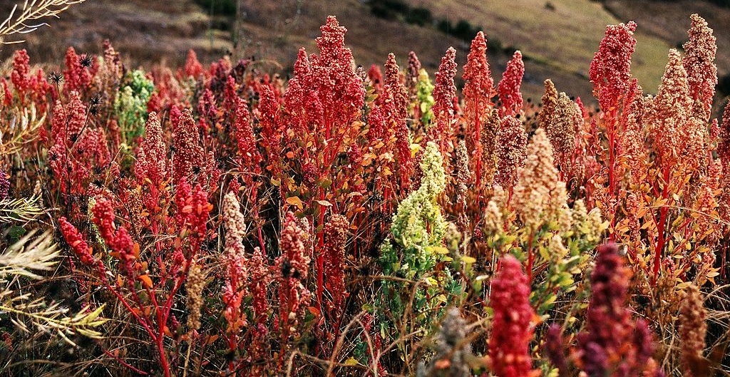 Blühende Quinoa-Pflanzen